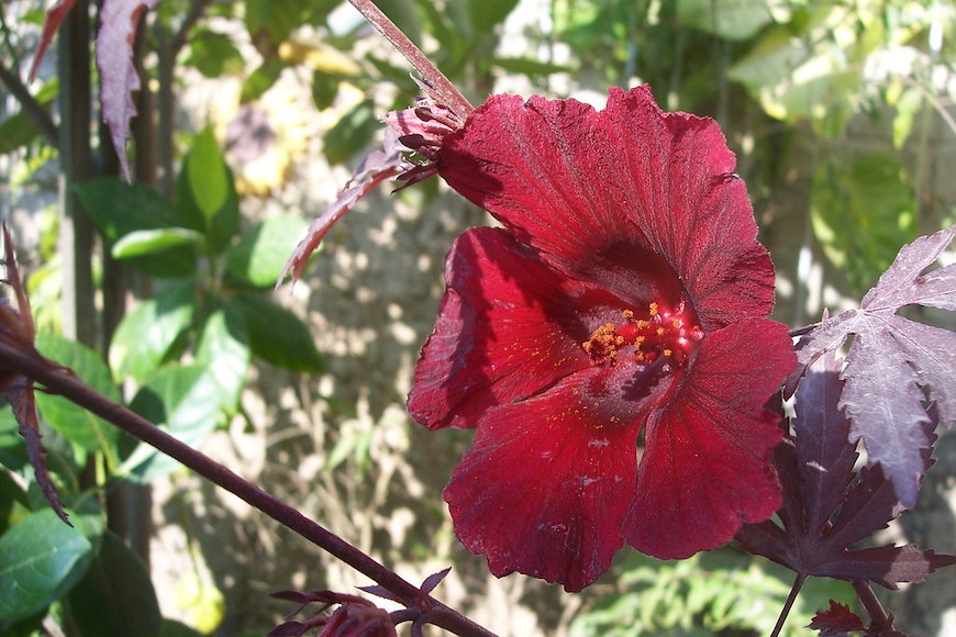 mate de flor de jamaica, te de flor de jamaica, te de flor de ibizco