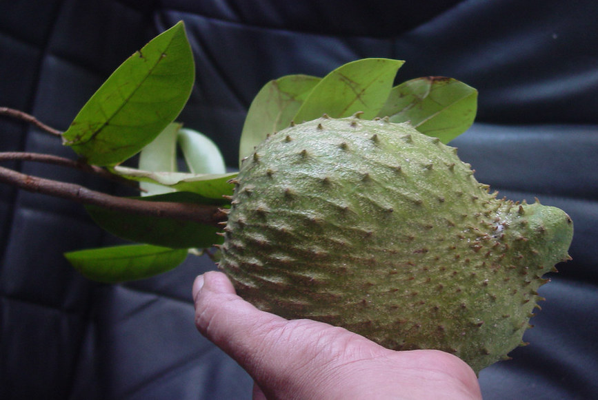 te de hojas de guanabana, mate de hojas de guanabana