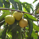 te de guayaba, mate guayaba