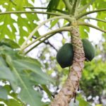 te de hojas de papaya, mate de hojas de papaya