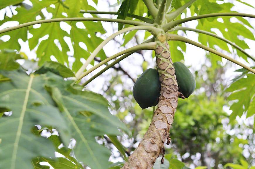 te de hojas de papaya, mate de hojas de papaya