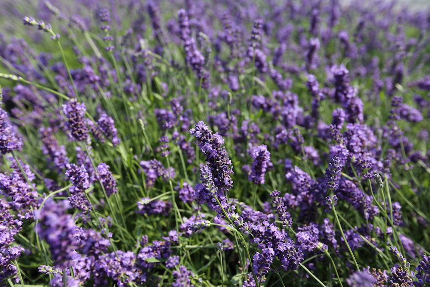 te de lavanda, mate de lavanda