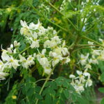 te de moringa, mate de moringa, flor de moringa