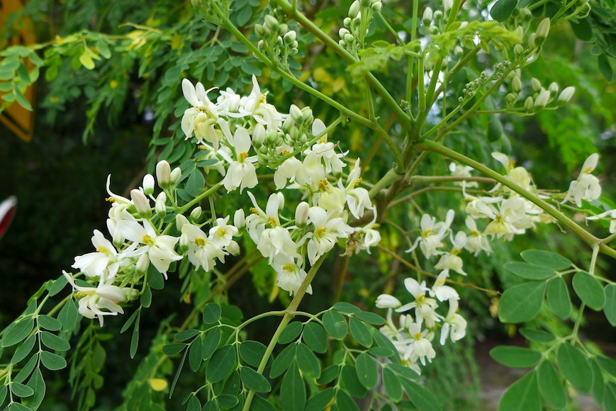 te de moringa, mate de moringa, flor de moringa