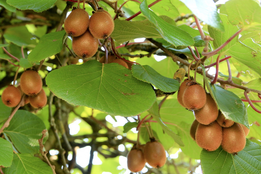 te de kiwi, mate de kiwi