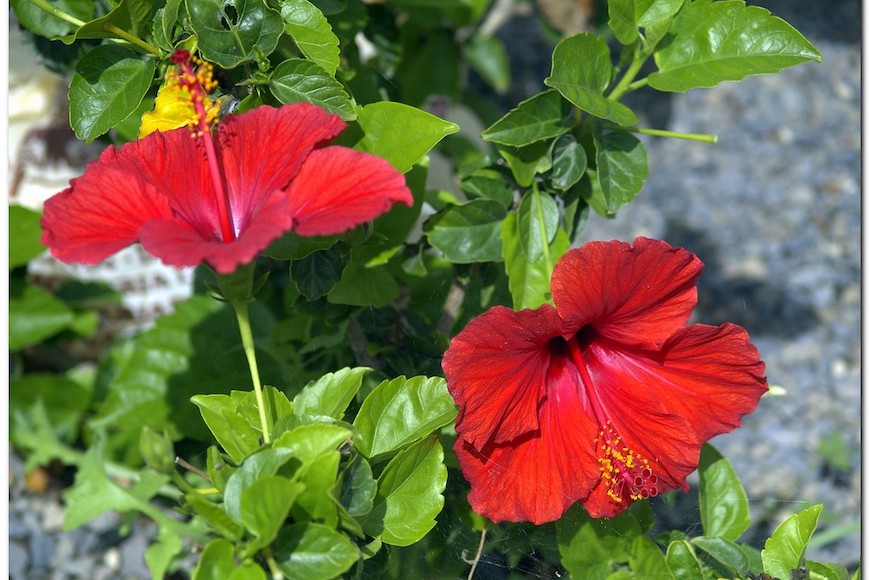 te de hibisco, mate de hibisco