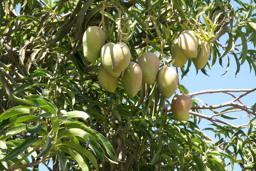 te de hojas de mango, mate de hojas de mango