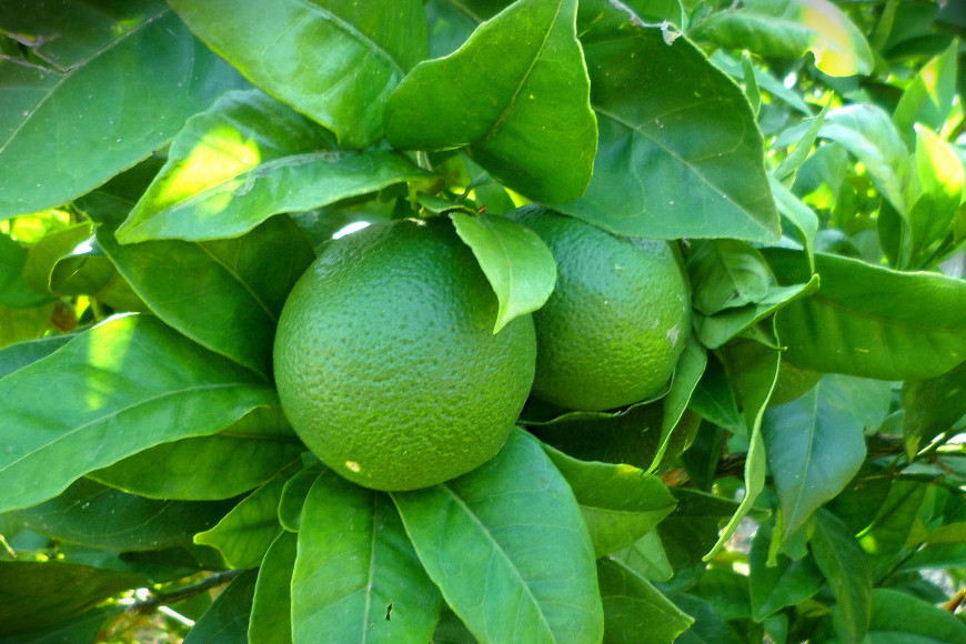 te de hojas de limon, mate de hojas de limon