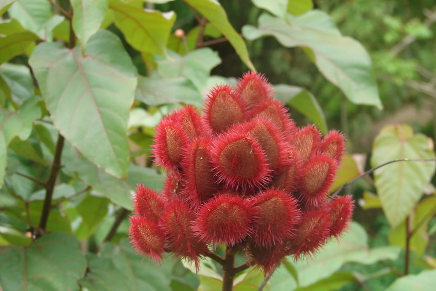 te de mata de achiote, mate de hojas de achiote